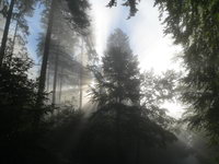 Gegenlicht und Sonnenstrahlen bei Nebel
